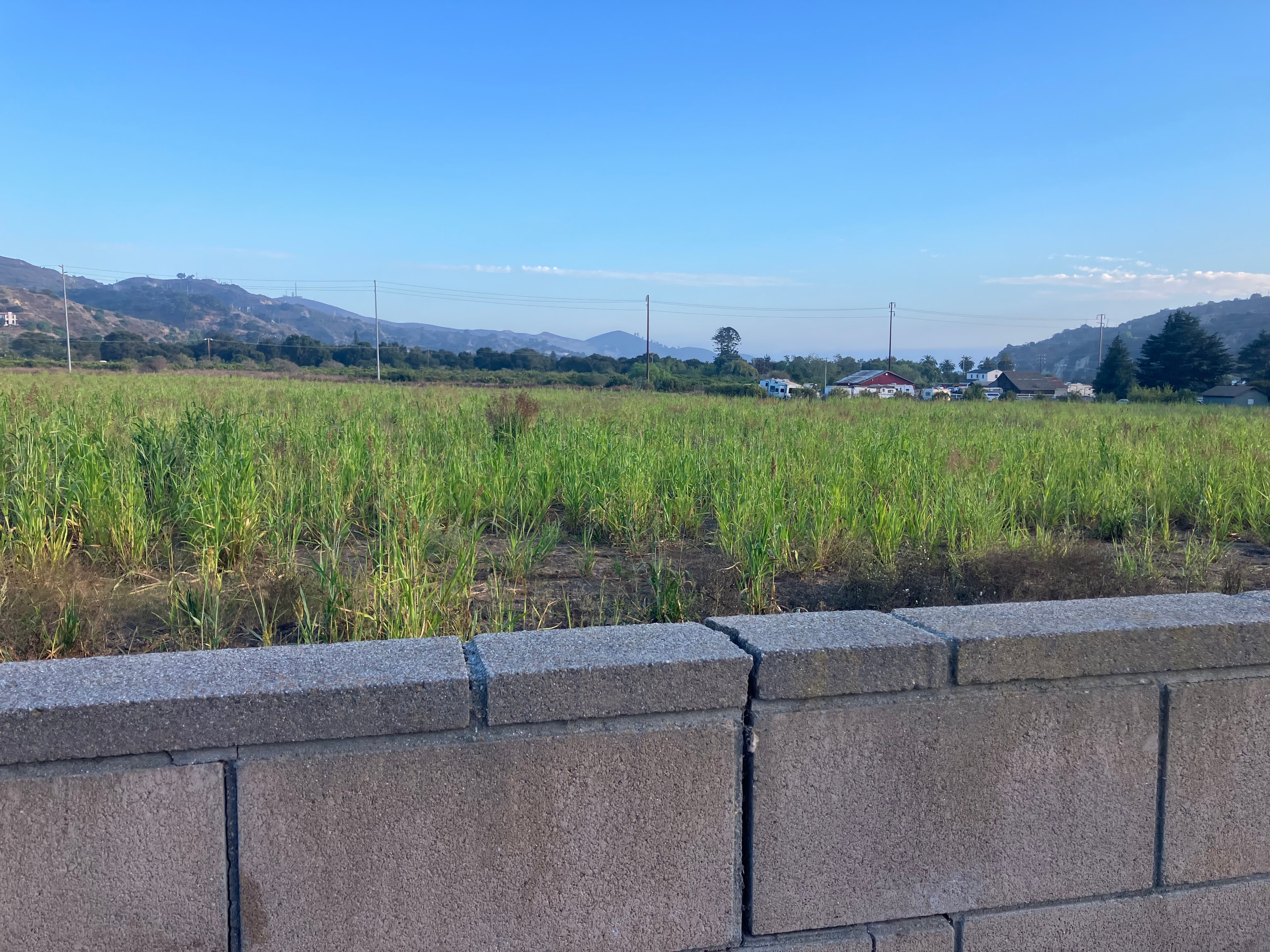 Current view from a Bounds Road backyard: open agricultural field, native vegetation, and the Ventura hills beyond a concrete block wall